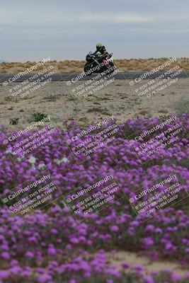 media/Jan-14-2023-SoCal Trackdays (Sat) [[497694156f]]/Turn 14 Exit Bloomig (145pm)/